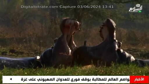 Capture Image Salam TV 10921 V
